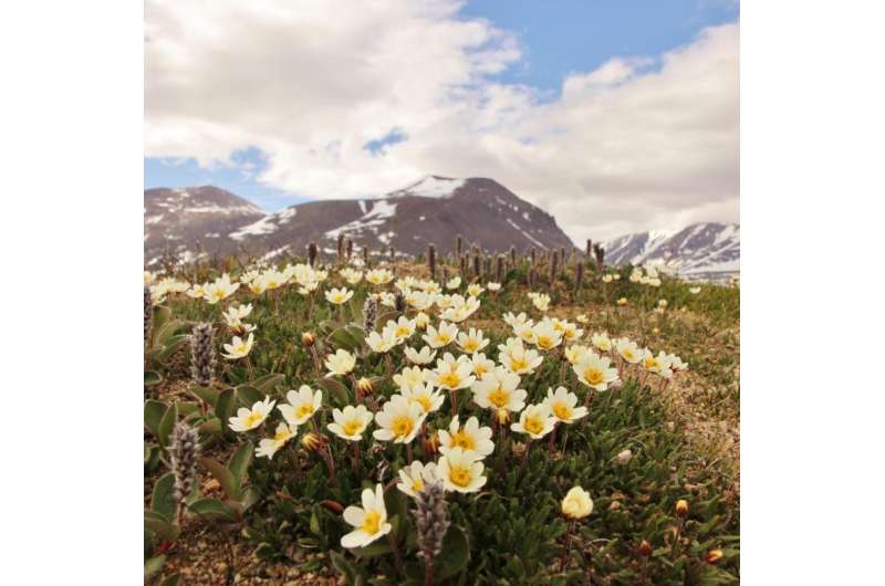 Flies are the key pollinators of the High Arctic