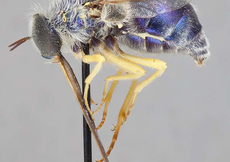 Flying jewels spell death for tarantulas: Study of a North American spider fly genus