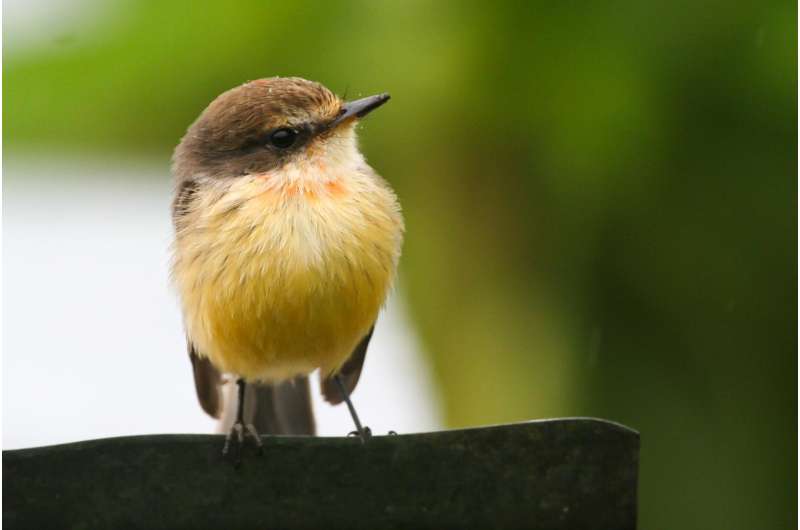 Gal&amp;#225;pagos faces first-ever bird extinction