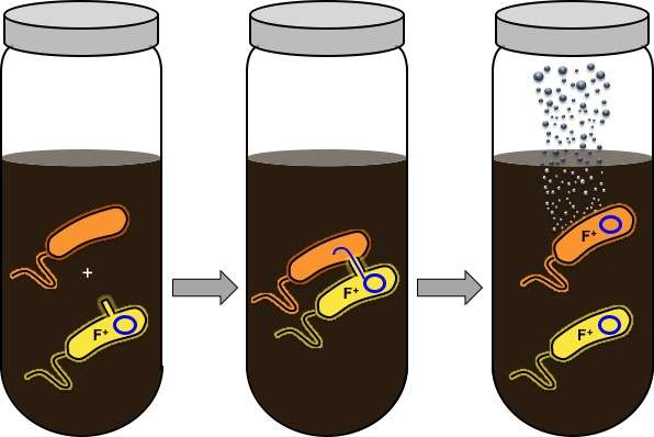 Gas sensors 'see' through soil to analyze microbial interactions