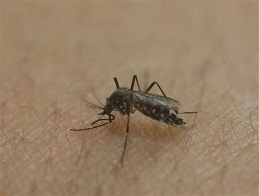 Genetically modified mosquitoes combat Zika virus in Brazil