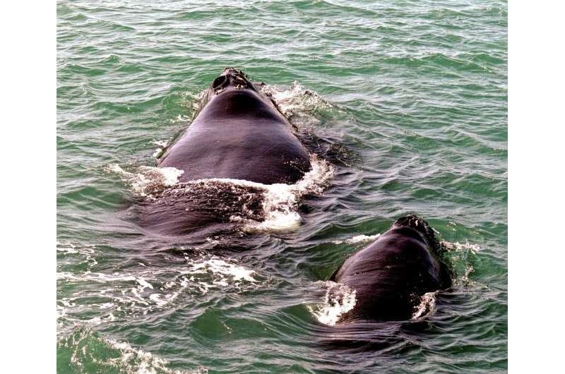 Genetic mutation in whale eyes may increase mortality risks