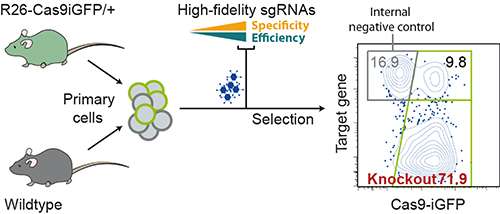 Genome editing: Efficient CRISPR experiments in mouse cells