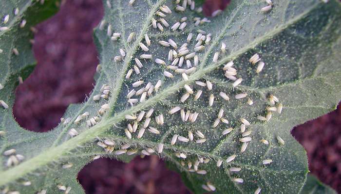Genome sequence reveals why the whitefly is such a formidable threat to food security