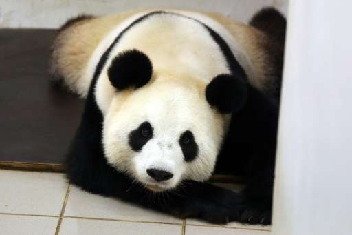 Giant panda Hao Hao is photographed on June 2, 2016 after giving birth at the Paira Daiza zoo in Belgium