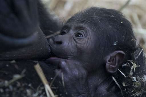 Gorilla gives birth to baby at Amsterdam's Artis zoo
