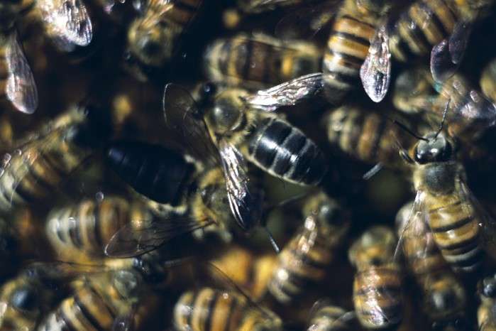 How honeybees do without males