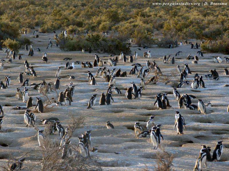 How natural selection acted on one penguin species over the past quarter century