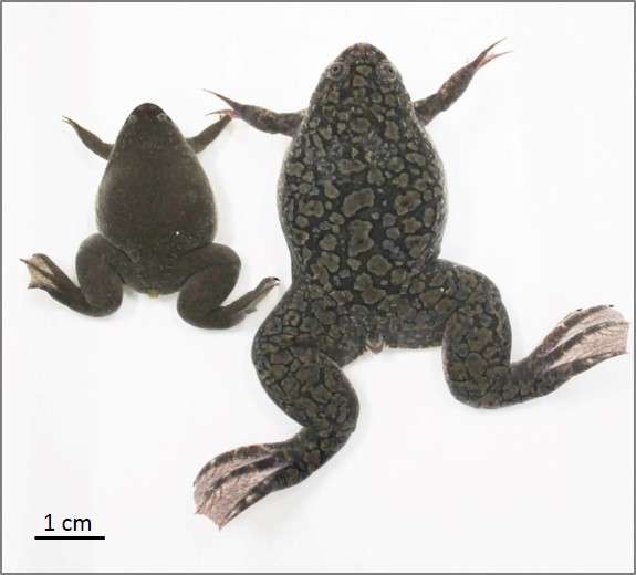 How the African clawed frog got an extra pair of genes
