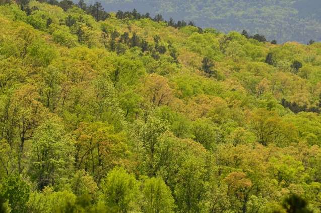How will shifting climate change U.S. forests?