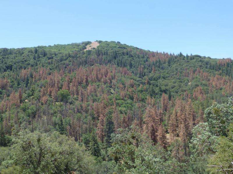 Increasing drought threatens almost all U.S. forests