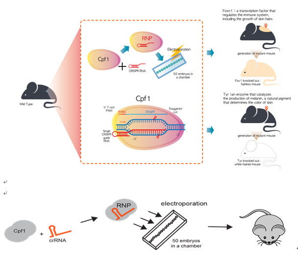 In CRISPR genome editing, Cpf1, proved its marked specificity and produced a mutant mouse