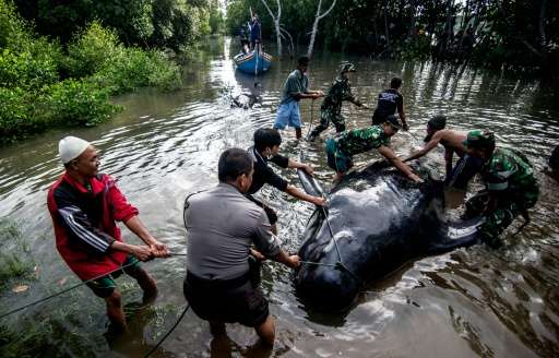 Indonesian environmental activists, military and police personnel and villagers try to help a group of short-finned pilot whales
