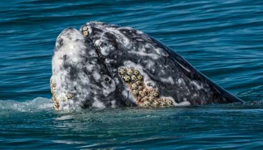 In recent years, grey whales have developed a distinct chemical smell, earning them the name, &quot;stinky whale&quot; and accor
