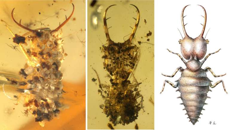 Insects were already using camouflage 100 million years ago
