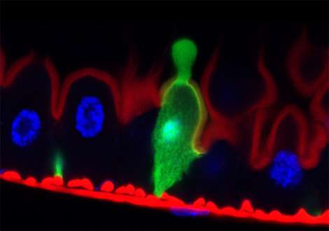 Intestinal cells stave off bacteria by purging