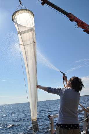 Invasive waterflea can change ecosystems in the Bothnian Bay