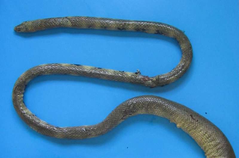 Iranian coastal waters: New home to a rarely seen venomous sea snake