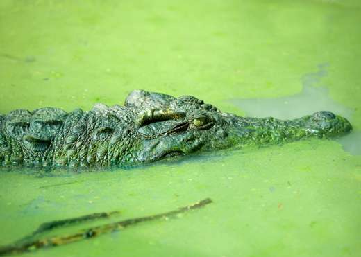 Key threats to siamese crocodiles and highlights lessons learned from 15 years of conservation work