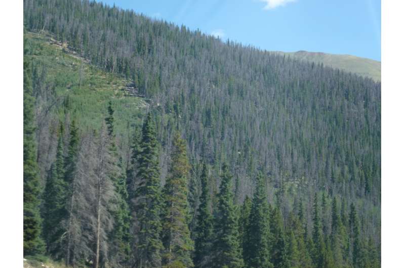 Large forest die-offs can have effects that ricochet to distant ecosystems