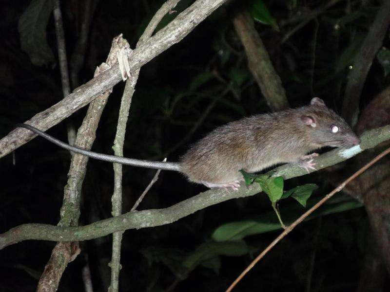 Logging helps black rats invade rainforests