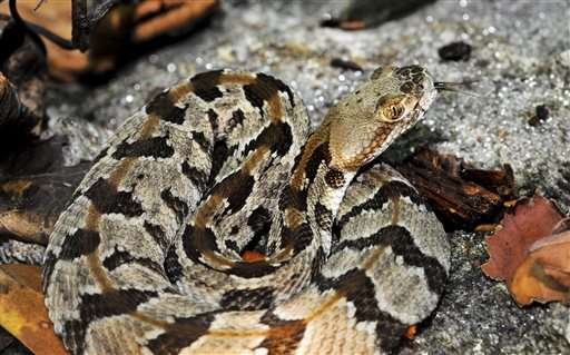 Massachusetts plans rattlesnake colony on uninhabited island