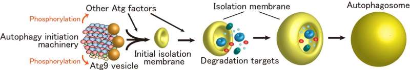 Mechanism of autophagy initiation has just been revealed