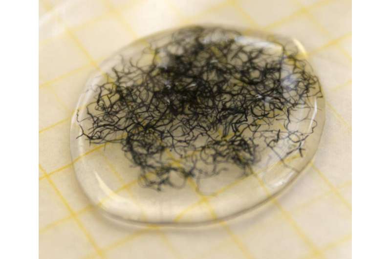Microbiologists unravel relationship among plants, mycorrhizal fungi