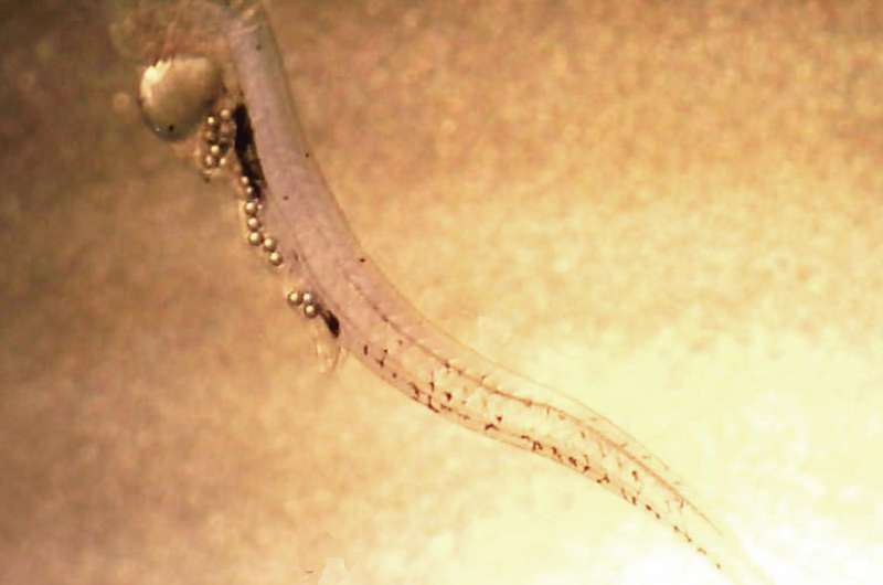 Microplastic particles threaten fish larvae