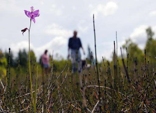 Millions of orchids grow on former mine site in upstate NY