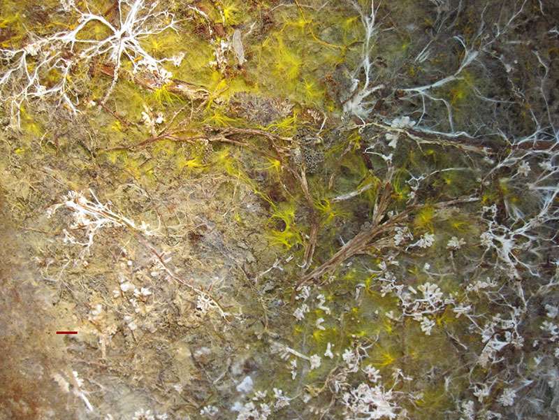 NASA satellite images uncover underground forest fungi