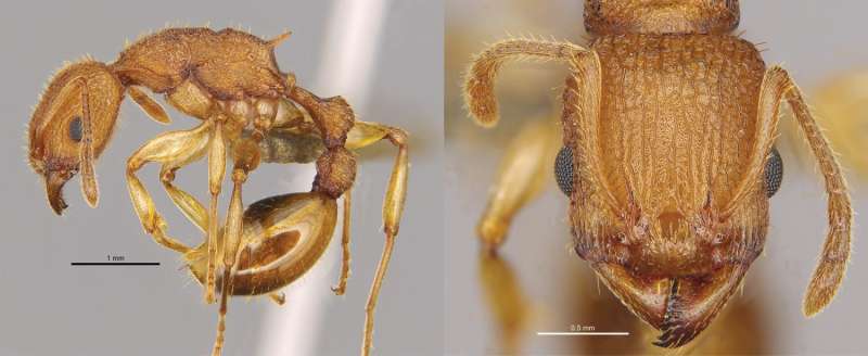 New ant species Paratopula bauhinia described from Hong Kong by HKU biologists