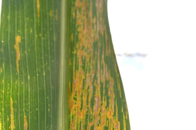 New bacterial pathogen found in corn in Texas