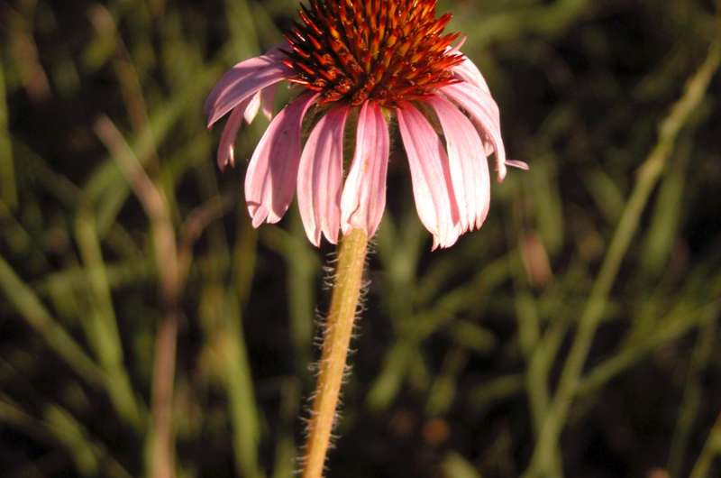 New book explores Echinacea, a medicinal plant with roots in Kansas