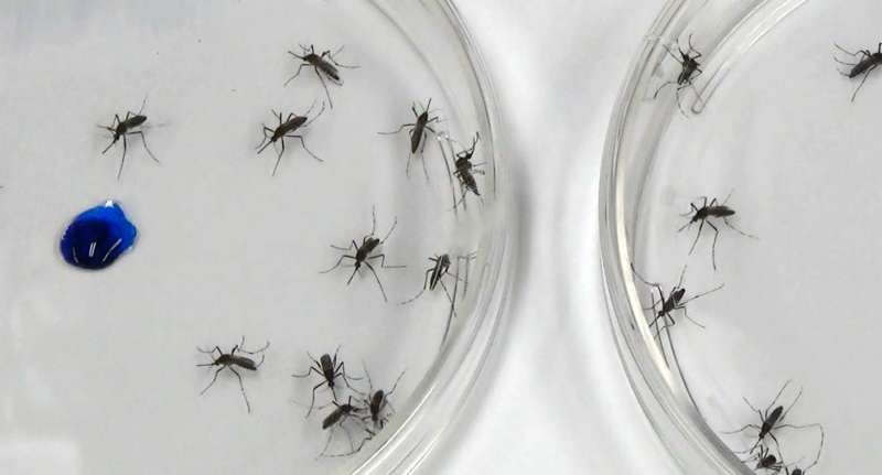 New discovery may improve future mosquito control