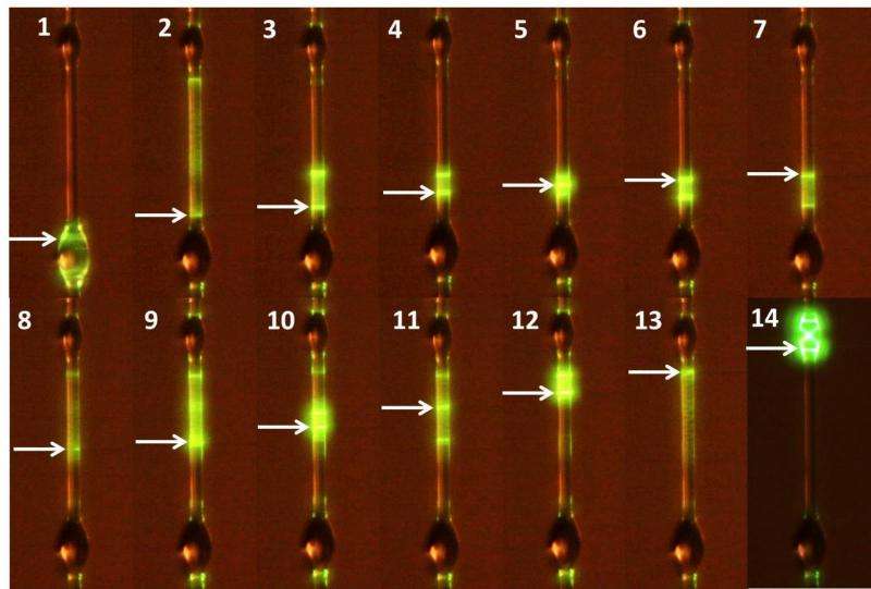 New fabrication and thermo-optical tuning of whispering gallery microlasers
