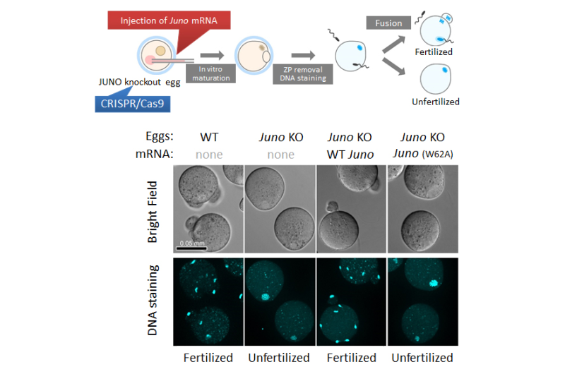 New findings and research methods leading to elucidation of fertilization mechanism
