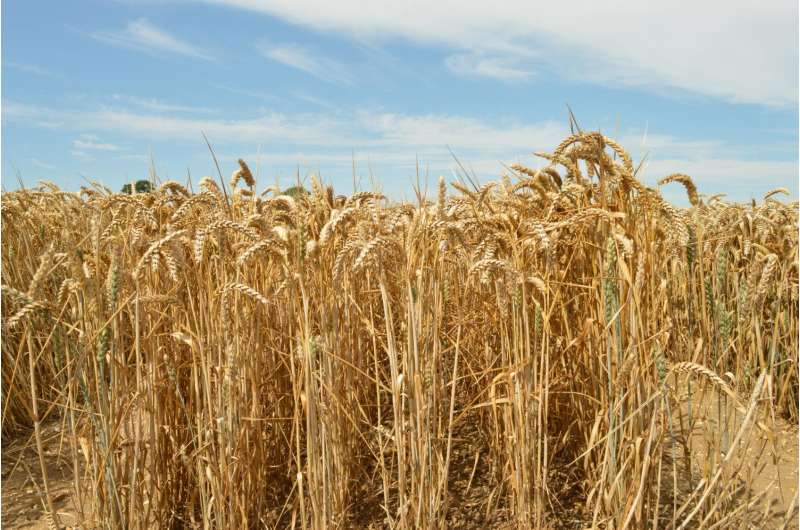 New gene-detecting technology brings new, resilient superwheat closer