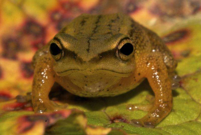 New golden frog species discovered in Colombia