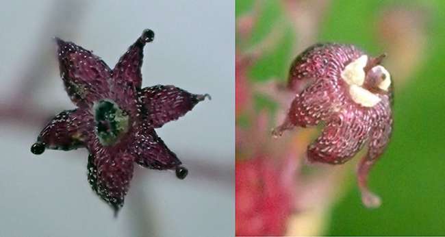 New plant species discovered on Yakushima