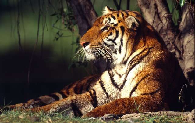 New report finds no slowdown in tiger trafficking