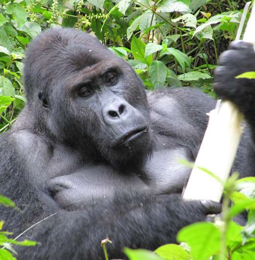 New study documents shocking collapse of gorilla subspecies during 20 years of civil unrest