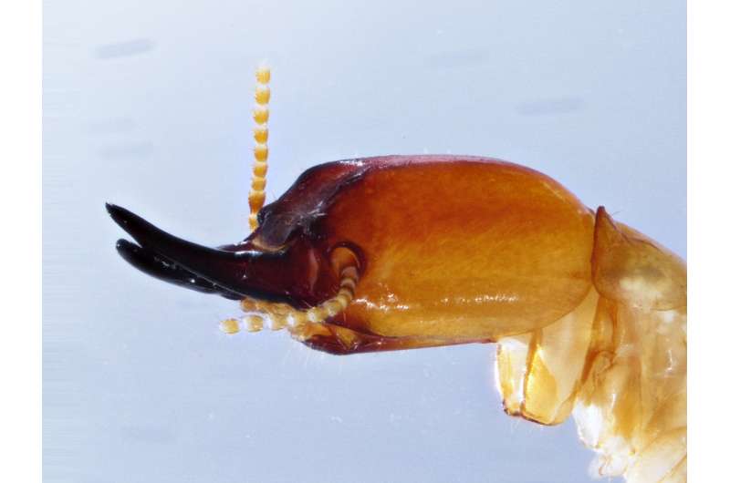 New termite species condemned to 100 years of solitude with a second chance