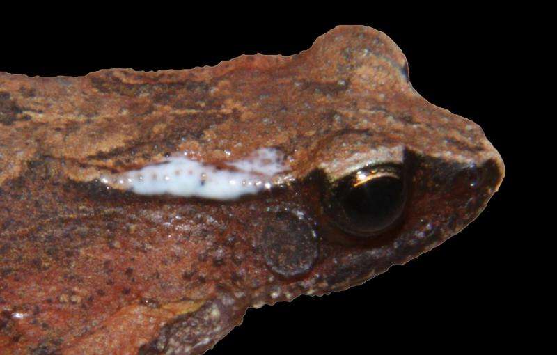 New tiny arboreal toad species from India is just small enough for its own genus