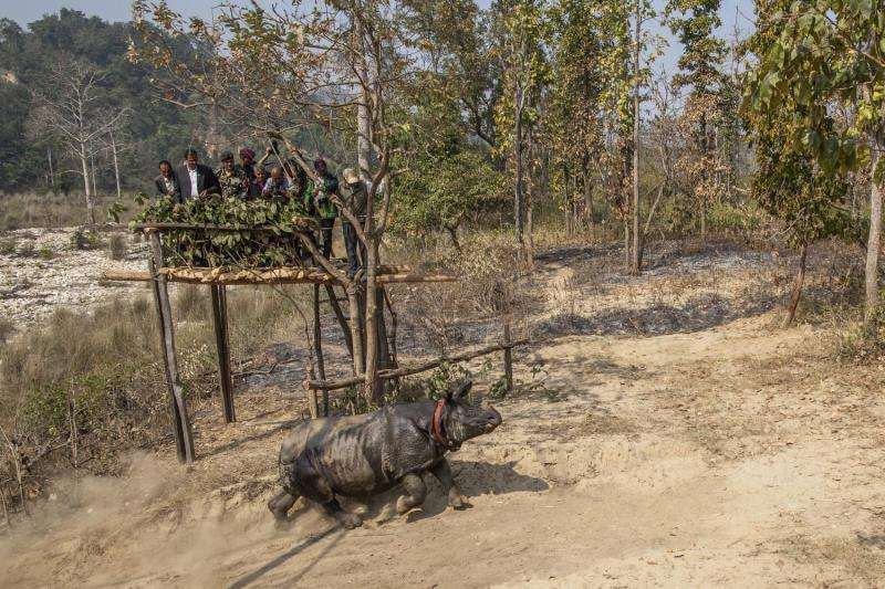 No rhinos poached in Nepal for past two years