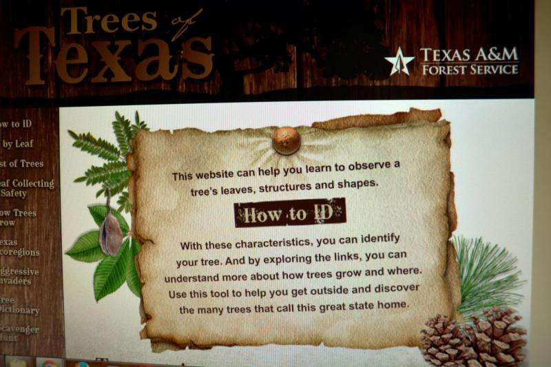 Oak wilt, other tree diseases examined at program in San Antonio