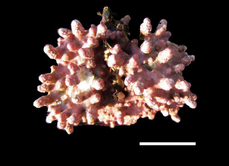 Ocean acidification makes coralline algae less robust