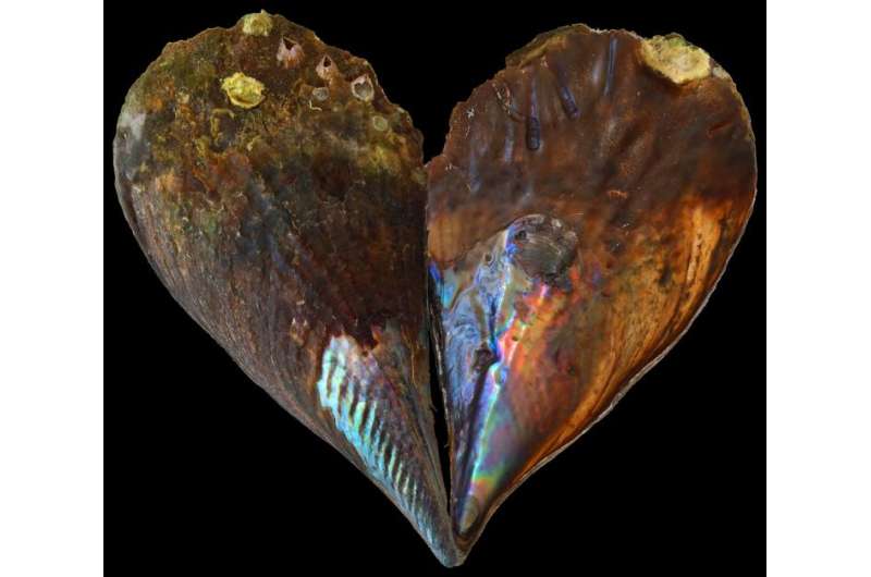 Ocean temperatures faithfully recorded in mother-of-pearl