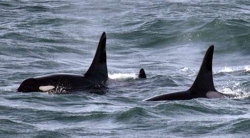 Orca tagging stops after dead whale found with fragments