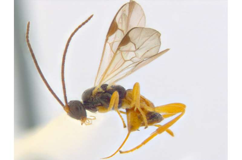 Ottawa confirmed as the biodiversity hotspot for a subfamily of wasps in North America